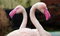 Flamingo at an Illinois Zoo Was Put Down After a Child Threw a Rock at It