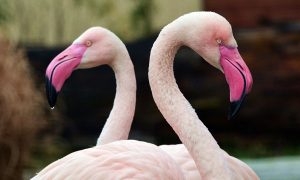 Flamingo at an Illinois Zoo Was Put Down After a Child Threw a Rock at It