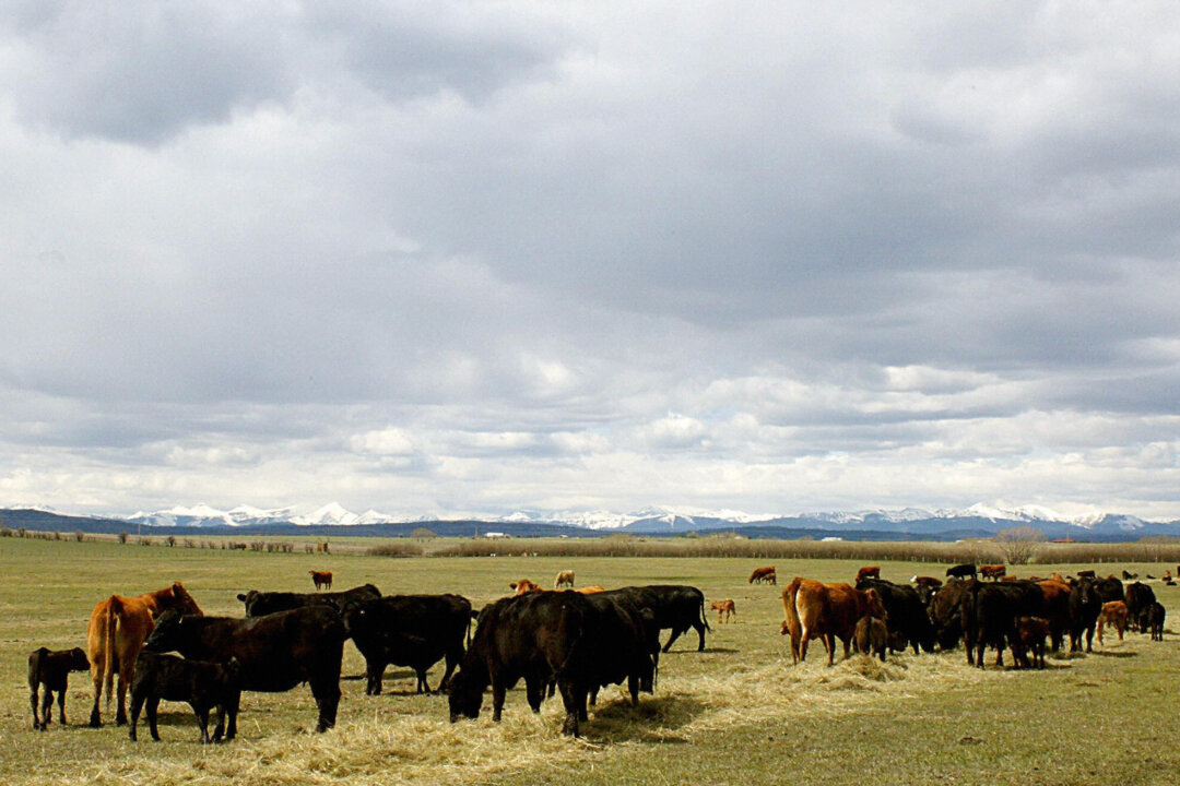 Australia Lifts 22-Year Ban on Canadian Beef