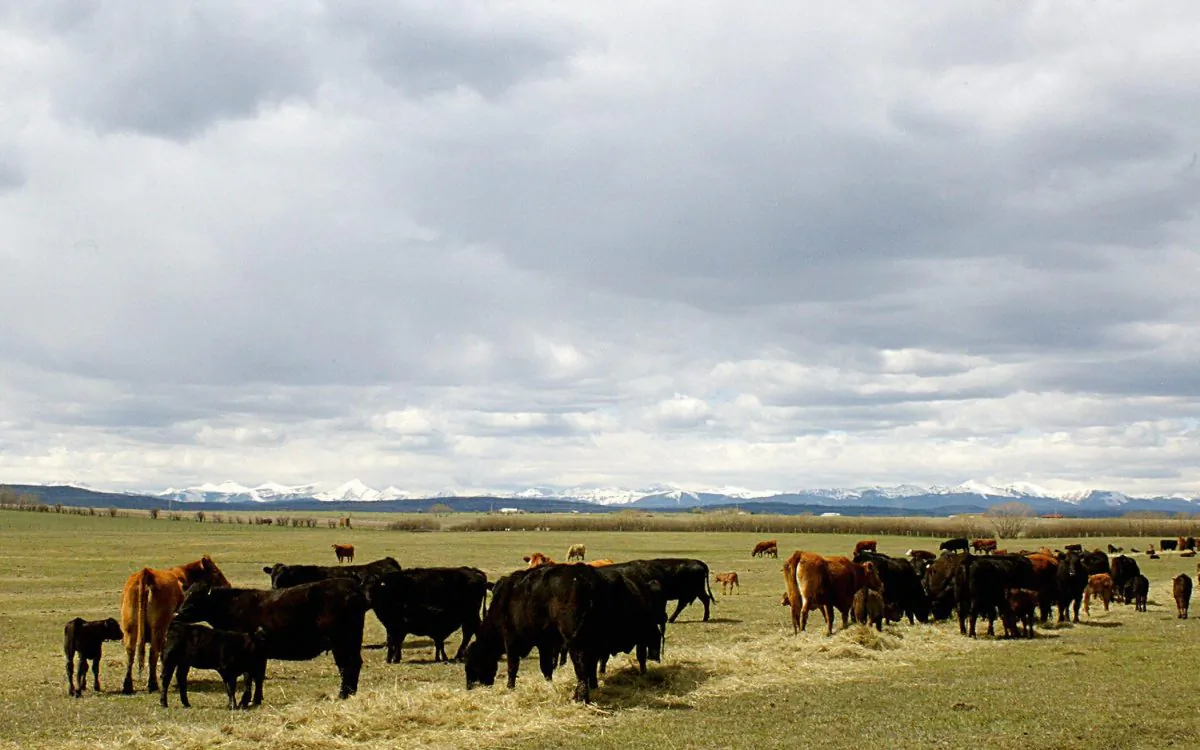 Alberta cattle feeding on a ranch outside Calgary, Alta., in a file photo. (David Buston/AFP/Getty Images)