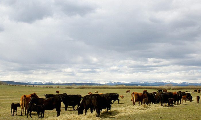 This May 21, 2003 file photo shows Alberta cattle feeding on a ranch outside Calgary, Canada.  The prices charged for imported U.S. dairy to Canada have been a sticking point in U.S.-Canada trade negotiations. (DAVID BUSTON/AFP/Getty Images)
