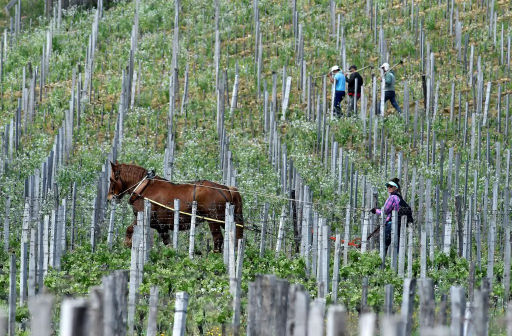 A worker plows to remove weeds with a horse in a vineyard of the Chateau Troplong Mondot in Saint-Emilion, near Bordeaux, southwestern France, on April 26, 2018. (Georges Gobet/AFP/Getty Images)