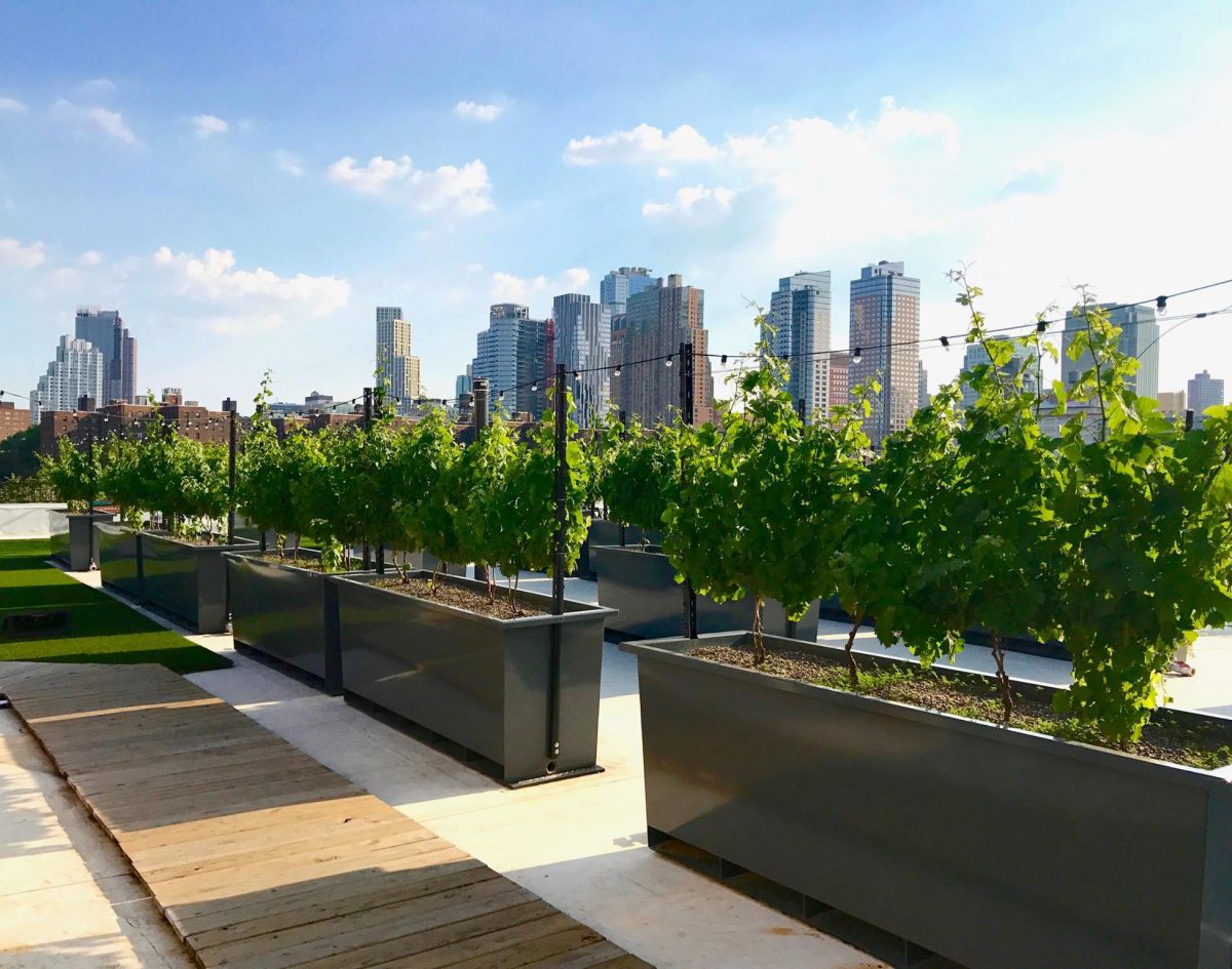 The New York skyline behind rooftop vines. (Courtesy of Rooftop Reds)