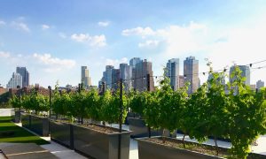 New Yorkers Relax at World's First Rooftop Vineyard and Winery