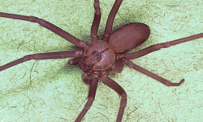 The brown recluse spider is small, but exceedingly poisonous. (Centers for Disease Control)
