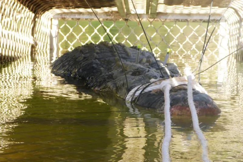 A near 5-metre crocodile that was captured in Taylor's Park in the Northern Territory, Australia is seen in this undated image obtained July 10, 2018. (REUTERS)