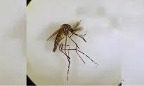 Landmark Mosquito Trial Decimates Dengue, Zika-Carrying Population