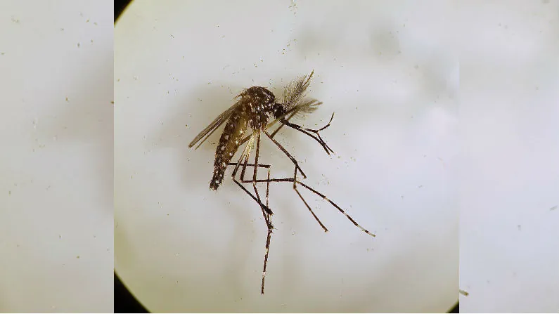 Male Aedes aegypti mosquito.(CSIRO)
