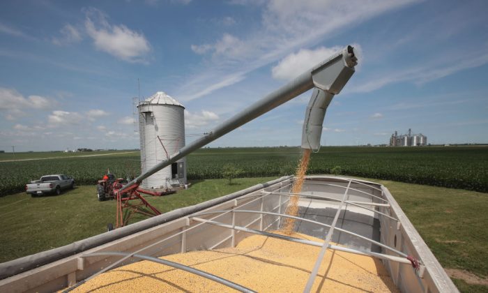 Farmer John Duffy loads soybeans from his grain bin onto a truck before taking them to a grain elevator on in Dwight, Ill., on June 13. China hit U.S. soybeans with retaliatory tariffs amid rising trade tensions between Washington and Beijing. (Scott Olson/Getty Images)