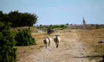 Extreme Weather Causes Severe Drought in Scandinavia