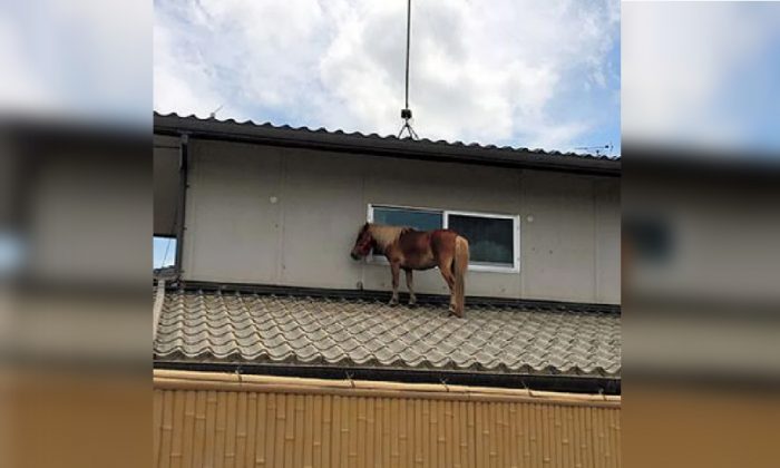 Nine-year-old miniature horse Leaf was found stranded on a roof by not-for-profit disaster-relief organisation Peace Winds Japan on July 6. (Photo Courtesy of Peace Winds Japan)