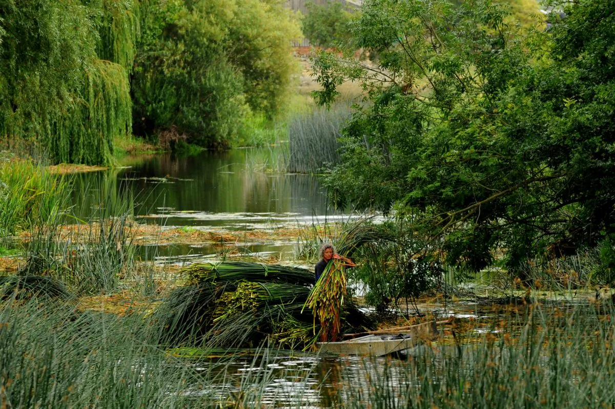 Harvesting English freshwater bulrush. Irons’s team harvests on the River Great Ouse in Bedfordshire. The team also harvests on River Great Ouse in Cambridgeshire, the River Nene in Northamptonshire, and on the River Ivel in Bedfordshire. (Rush Matters)