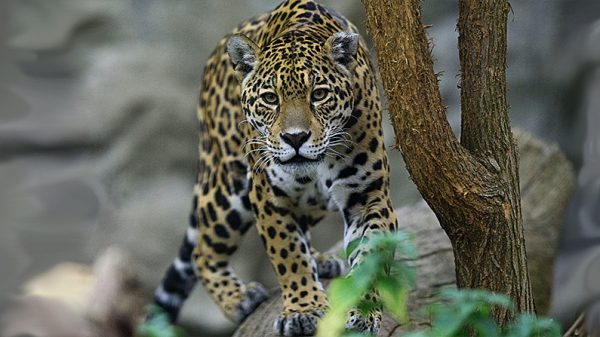 An American Jaguar strolls through its enclosure at Bratislava's Zoo on November 13, 2014. (Joe Klamar/AFP/Getty Images)