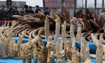 Chinese Customs Officials Seize Millions Worth of Smuggled Animal Parts