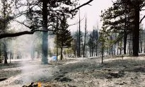 Couple’s proposal is interrupted by devastating wildfire, they put it aside to help others