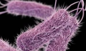 Officials Say 63 More Sick in Ground Beef Recall