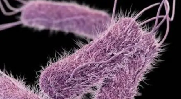 Officials Say 63 More Sick in Ground Beef Recall