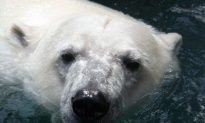 Polar Bear Killed After Attack on Island Off Northern Norway