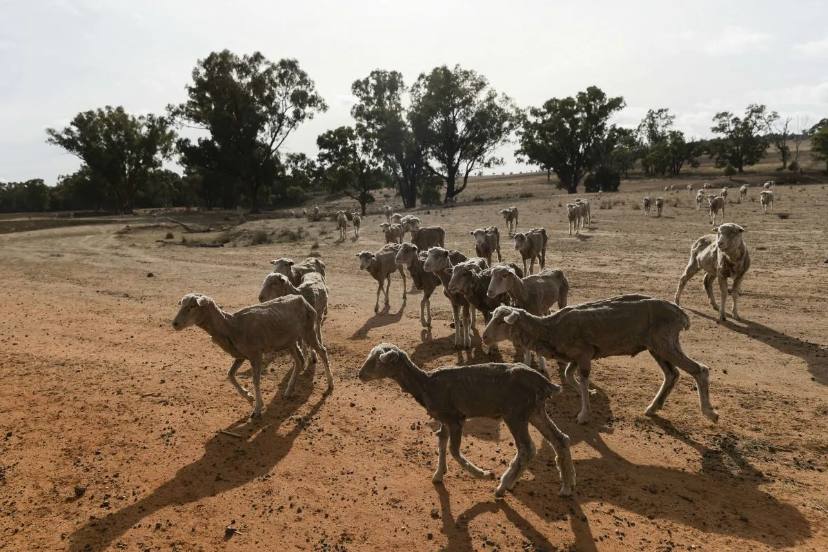 New South Wales is experiencing one of the worst droughts in living memory. (Brook Mitchell/Getty Images)