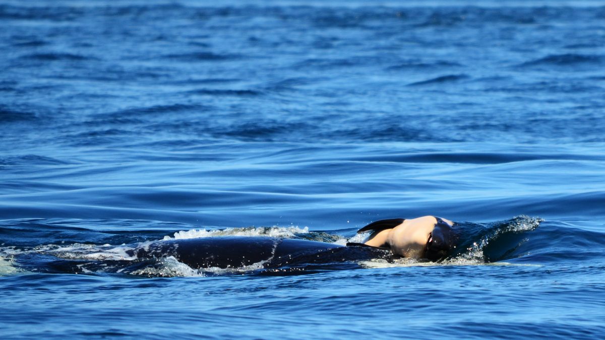 Tahlequah has been keeping her lost calf afloat for seven days as o July 31. (Michael Weiss, Center for Whale Research)