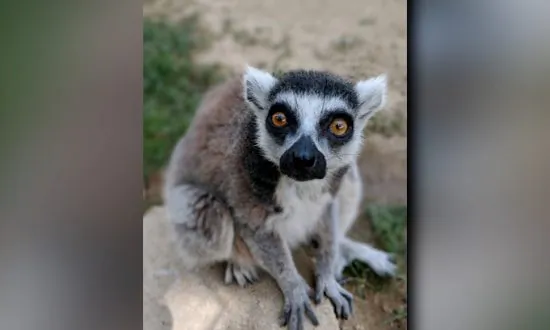 Santa Ana Zoo Hits the Road 