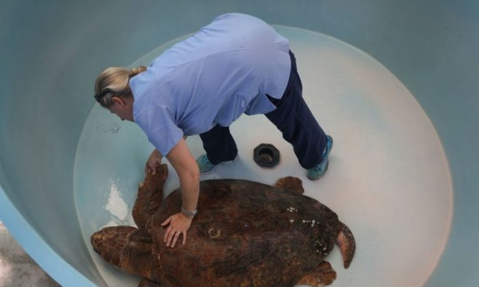 Veterinarian Dr. Heather Barron, from the Clinic for the Rehabilitation of Wildlife, cares for a Loggerhead sea turtle that was found washed ashore after becoming sick in the red tide on Aug. 1, 2018 in Sanibel, Fla. Dr. Barron said, this year's red tide is absolutely the worst she has seen for adult sea turtles. (Joe Raedle/Getty Images)
