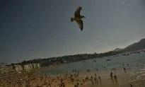 Man Fined $124 for Kicking Seagull That Ate Cheeseburger