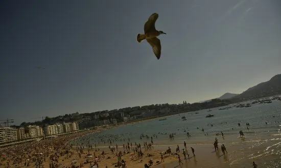 Man Fined $124 for Kicking Seagull That Ate Cheeseburger