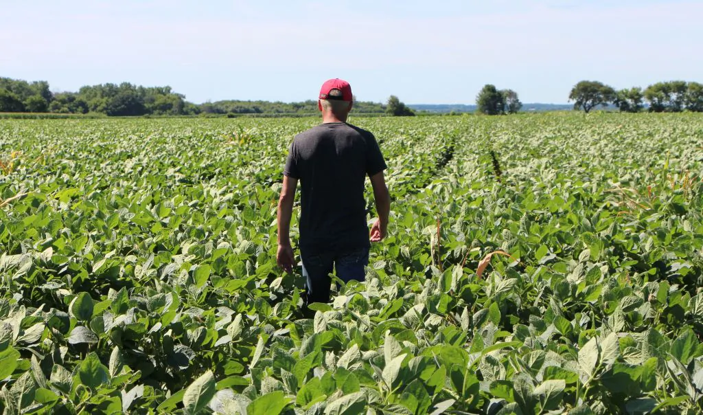 Farmer Terry Davidson walks through his soy fields in Harvard, Illinois, on July 6, 2018. On the same day China imposed retaliatory tariffs aimed at the US soybean market. (NOVA SAFO/AFP/Getty Images)