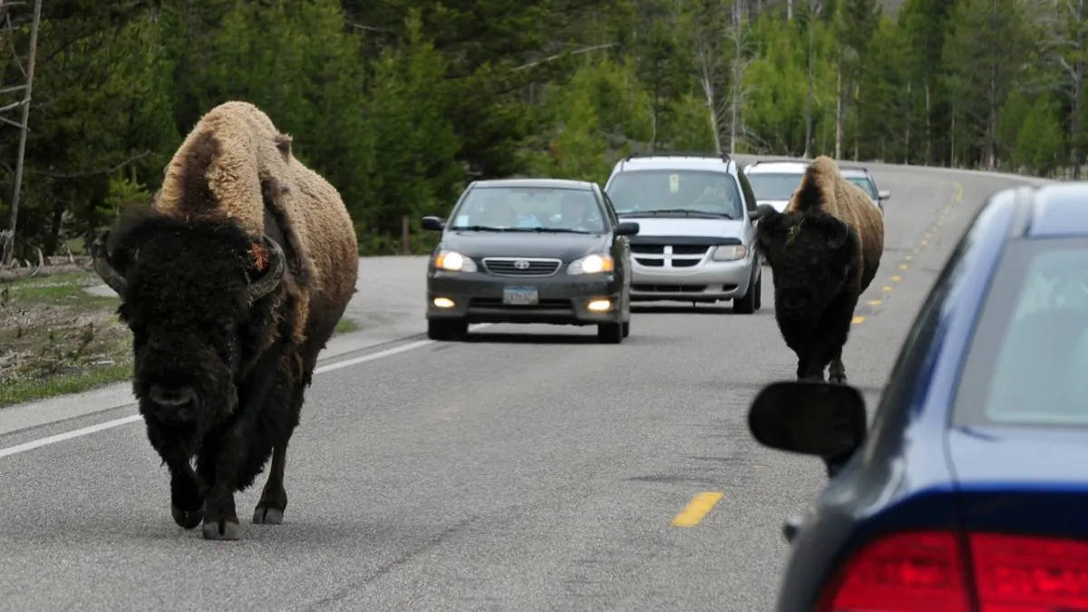 American Bison (also known as Buffalo) join the morning commute on Highway 89 at Yellowstone National Park, Wyoming on June 1, 2011. (Mark Ralston/AFP/Getty Images)