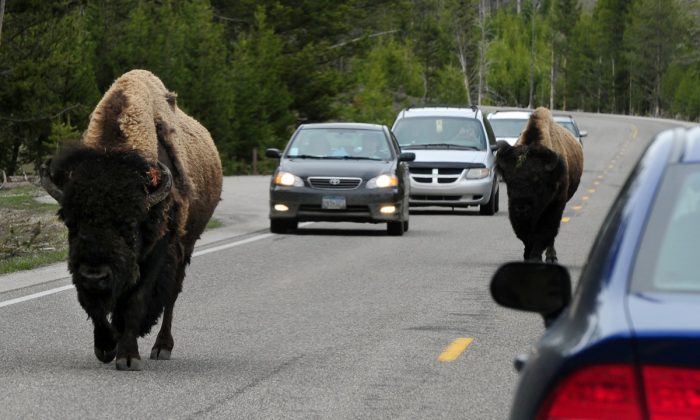 American Bison (also known as Buffalo) join the morning commute on Highway 89 at Yellowstone National Park, Wyoming on June 1, 2011. (Mark Ralston/AFP/Getty Images)