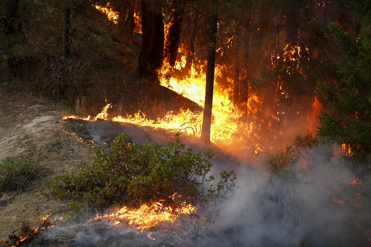 Trees burn in the Carr Fire west of Redding, California on July 30, 2018. (Terray Sylvester/Getty Images)