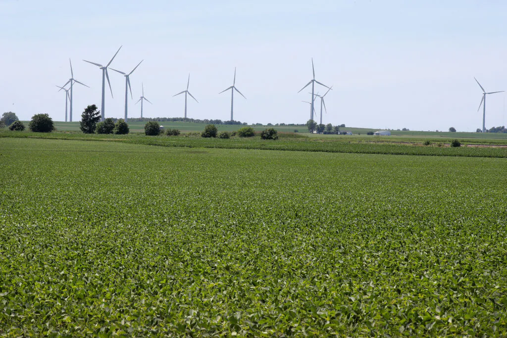 Soybeans grow in a field in Dwight, Illinois on June 13, 2018. Soybean prices in Chicago have slid 16 percent since the beginning of trade disputes in early April. (Scott Olson/Getty Images)