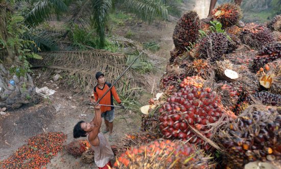 Indonesia’s Palm Oil Export Ban Leads to Farmer Protests Amid Surging Prices