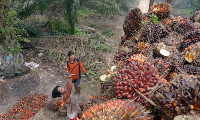 Workers load palm oil seeds into the back of a truck at a plantation area in Pelalawan, Riau province in Indonesia's Sumatra island on Sept. 16, 2015.  (Adek Berry /AFP/ file/Getty Images)