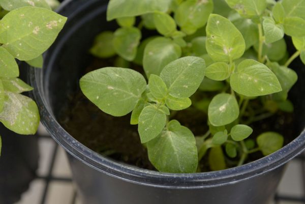 A Calyxt potato plant grows in greenhouse.