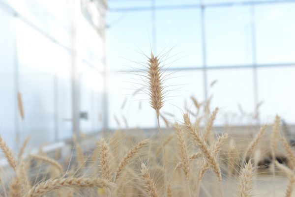 Mature high-fiber wheat plants are grown in a Calyxt greenhouse.