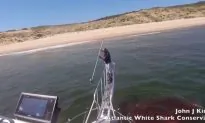 Great White Shark Attacks Seal, Turns Water Red