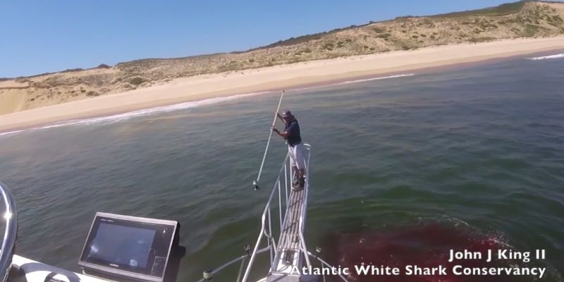 shark attack