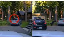 California Deputies Shoot Beanbags at Car Window to Free Trapped Bear