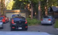 Officer Shoots Beanbag Rounds at Car to Free Bear Inside