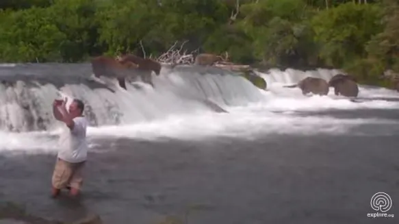 Man Takes Selfie Close to Bears, Now Faces Charges