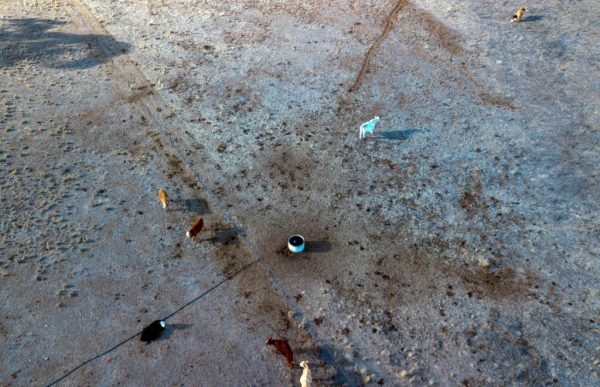 This aerial photo taken on August 7, 2018 shows cattle on a dry paddock in the drought-hit area of Quirindi in New South Wales. A crippling drought is ravaging parts of Australia