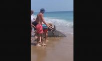 Hammerhead Shark Caught and Released on North Carolina Beach