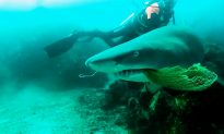 Brave Diver Rescues Shark From Netting: Caught on Camera