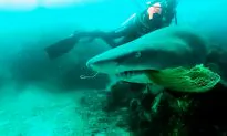 Husband Films Wife Being Bitten by a Shark During Honeymoon