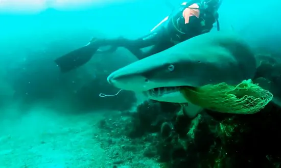 Husband Films Wife Being Bitten by a Shark During Honeymoon