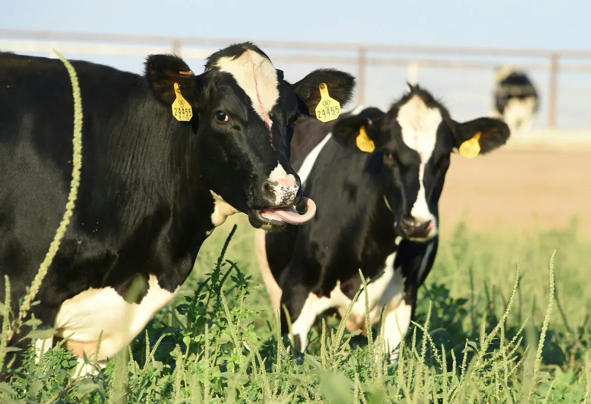 Cows graze on a dairy farm in Porterville, Calif., on Aug. 24, 2016.
(Robyn Beck/AFP/Getty Images)