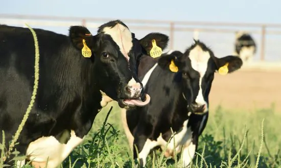 California Man Defrauded $9 Million From Investors in Cow Manure Green Energy Scheme