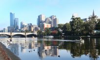 Dolphins and a Seal Spotted Swimming in Melbourne’s Yarra River